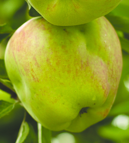 Apple dimpling bug damage Apple dimpling bug damage