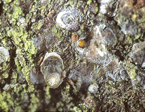Oystershell scale infestation. Photo: Rosa Henderson, New Zealand Biosecurity.