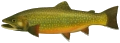 Brook trout