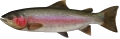 Rainbow trout