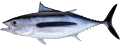 Albacore