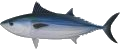 Bonito