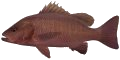 Mangrove Jack