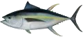 Yellowfin Tuna