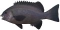 Rock Blackfish