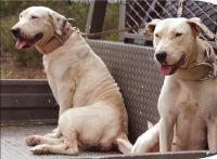 Two white pig dogs are restrained on the back of a ute.