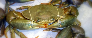 Mud Crab