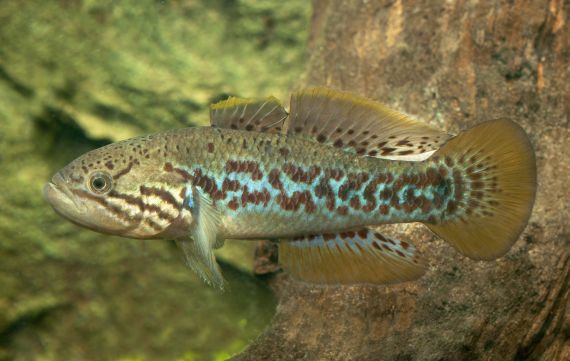 A purple-spotted gudgeon wimming amongst aquatic vegetation 