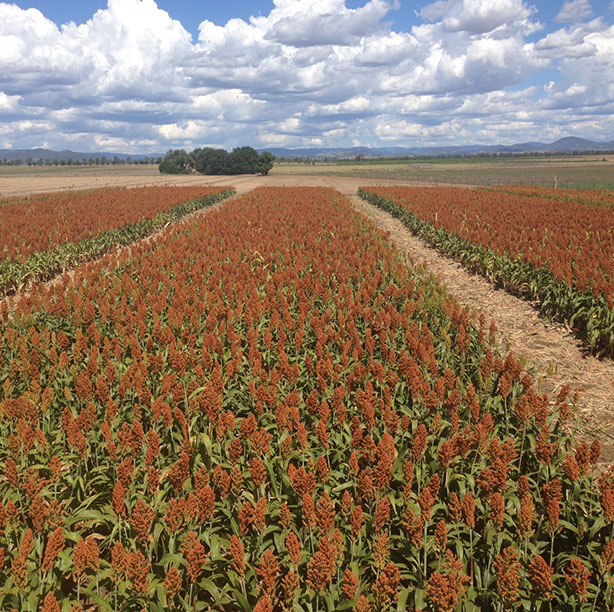 Sorghum Crop