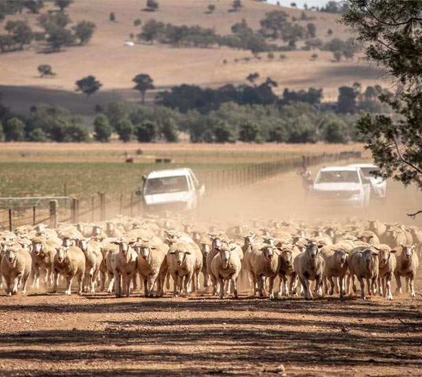 Sheep on farm