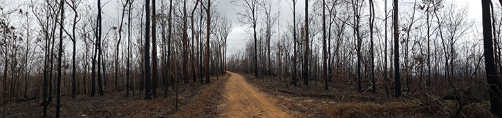Koalas were not detected in 2019 where fires were severe and widespread, such as in parts of Kiwarrak State Forest, <br/> but recolonisation of these sites is underway. Kiwarrak State Forest after bushfire