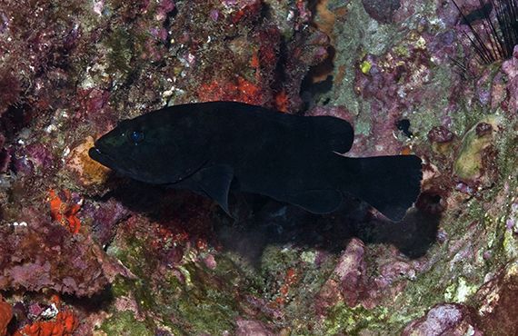 Black Rockcod