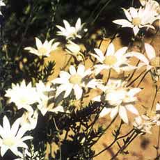 Flannel flowers