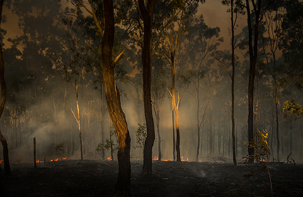 Forest after fire