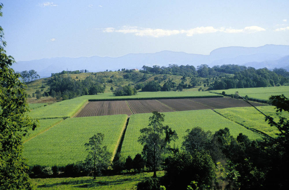Sugarcane field from the air
