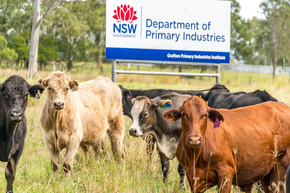 Cattle standing in a field
