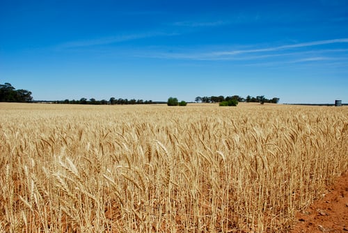 Grain field from the air