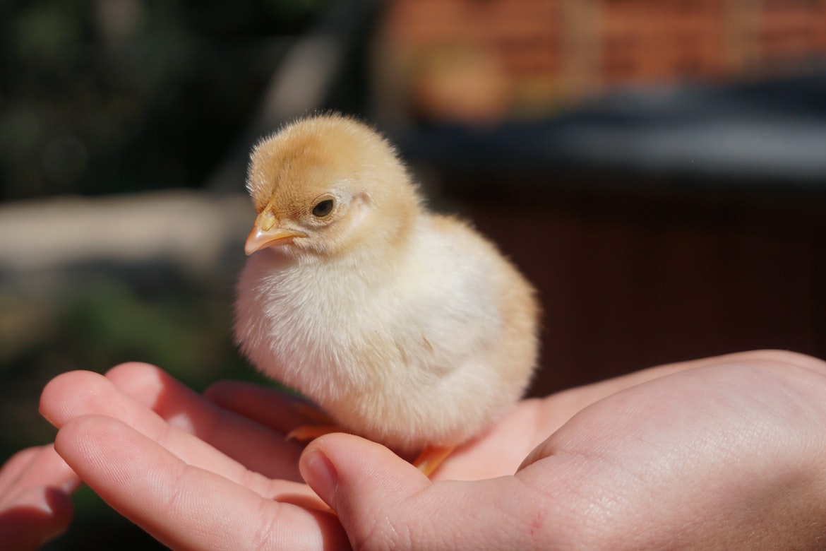 Large group of chicks