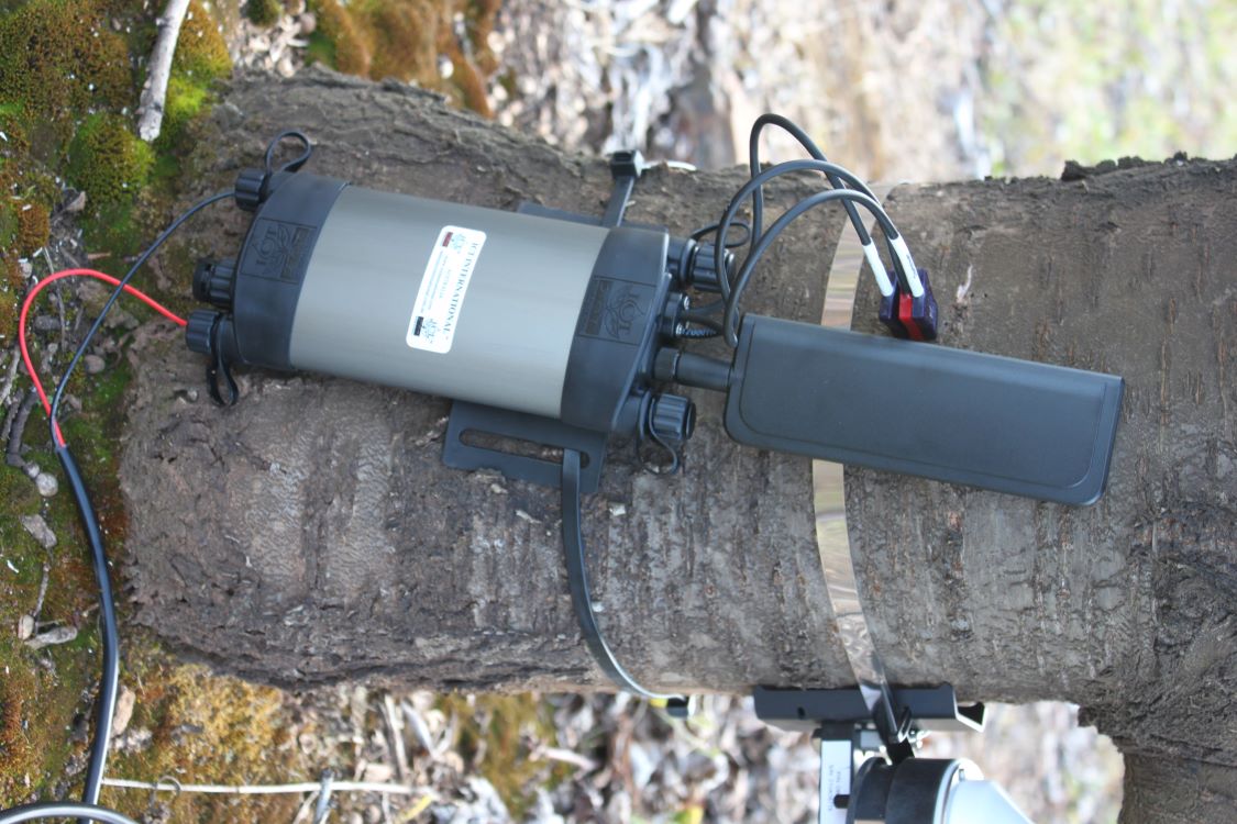 Sap Flow sensor on cherry tree