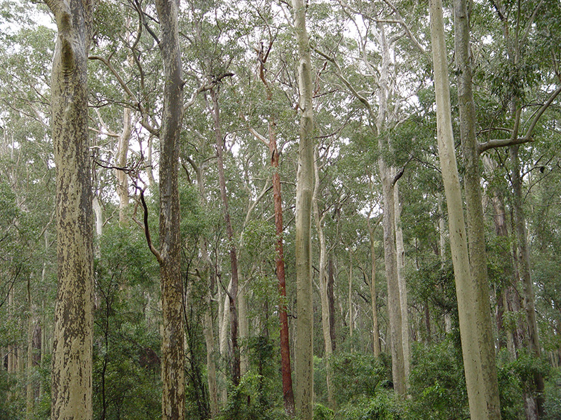 Forestry Policy - link to new page
