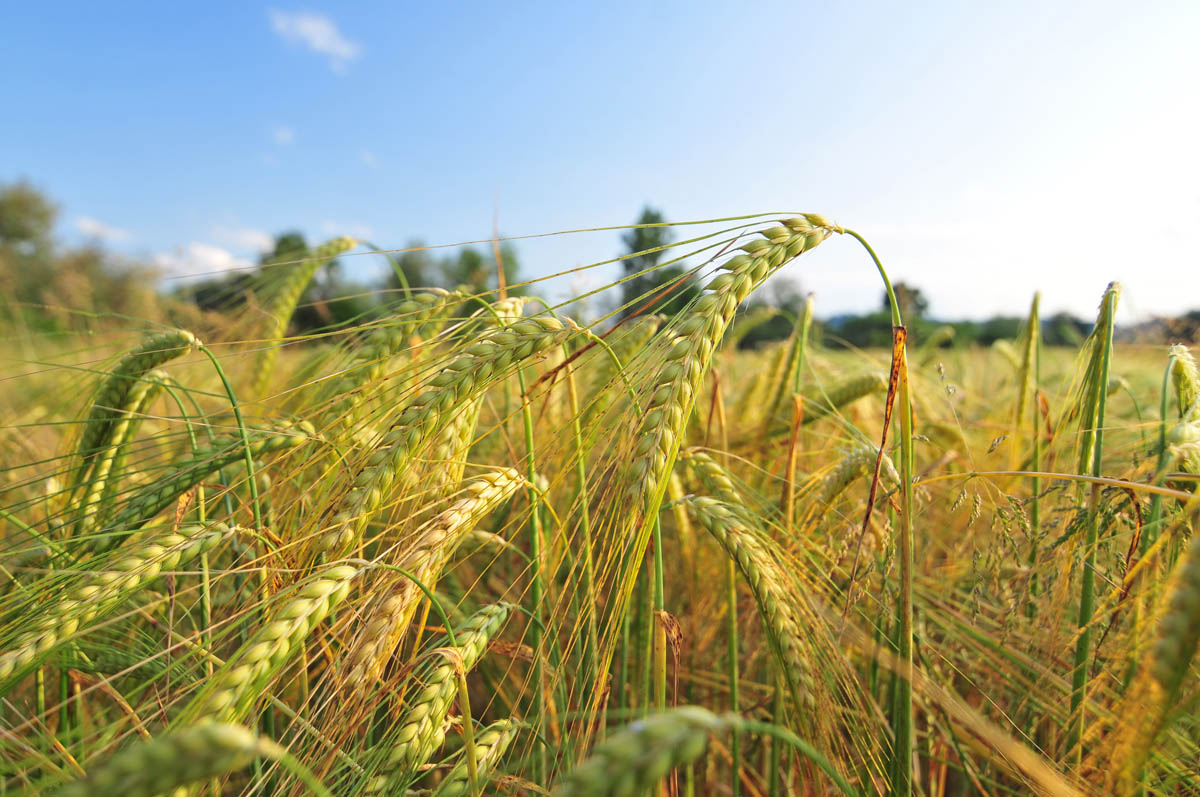 Barley