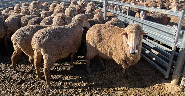 Wool1