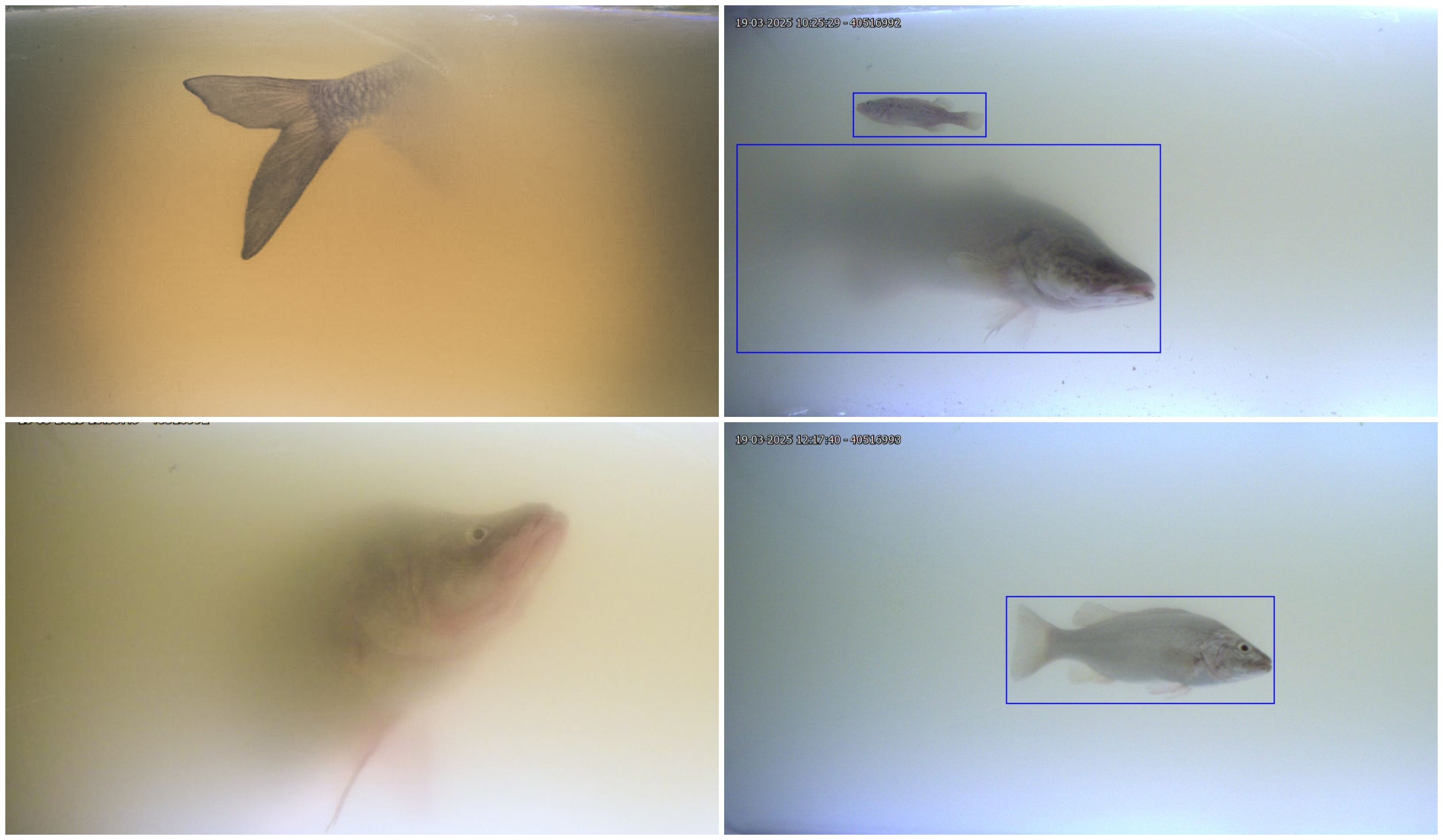 Images from the Fishheart showing improvements to the system from Year 1 (left) to Year 2 (right) Images from the Fishheart showing improvements to the system