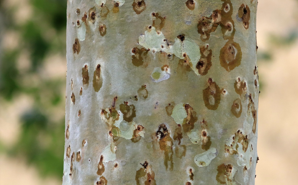 Figure 4 Infested tree trunk showing mottled brown colouration Infested tree trunk showing mottled brown colouration