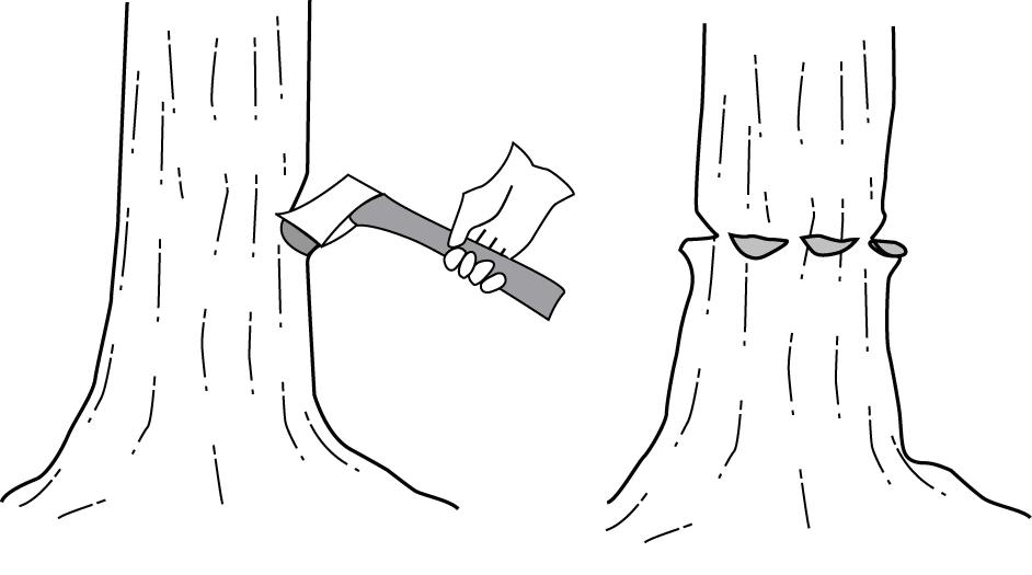 Axe cut method Stem injection, axe cut method