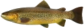 Brown trout