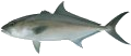Amberjack