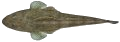 Flathead - Bluespotted