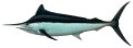 Marlin (Black)