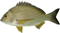 Yellowfin Bream