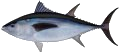 Southern Bluefin Tuna