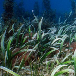 Strapweed (Posidonia australis). Photo: David Harasti
