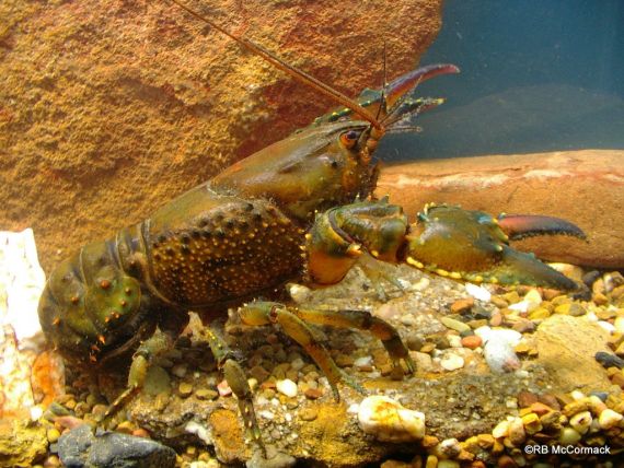 A colourful Fitzroy Falls Spiny Crayfish 