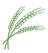 Barley