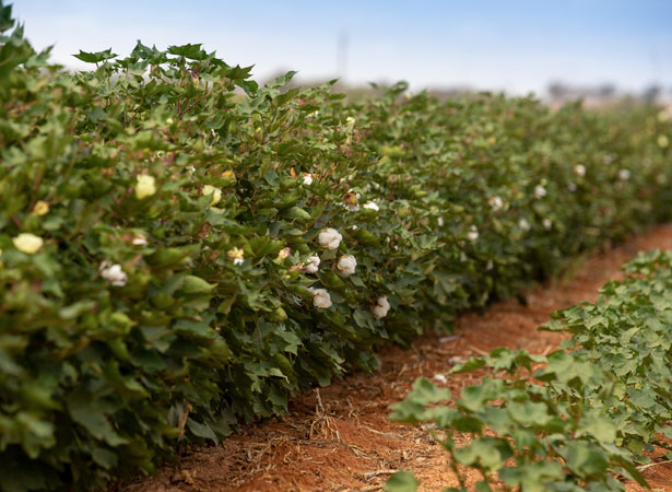 Cotton field