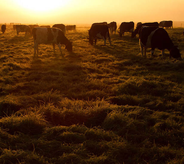 Dairy farm
