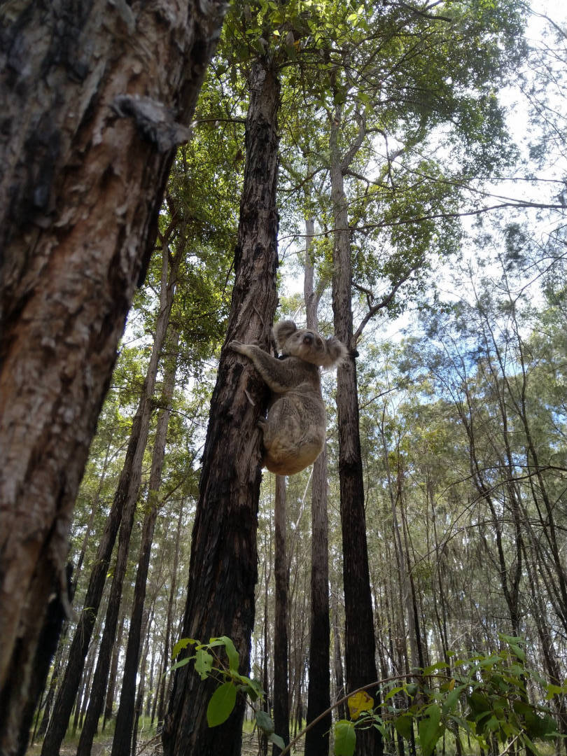 Forestry