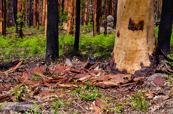 Forestry