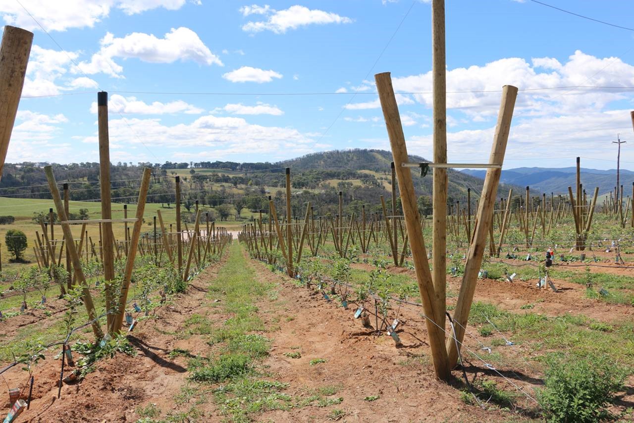 The recovery of fire affected apple orchards at Batlow and Bilpin is progressing very well Apple orchard