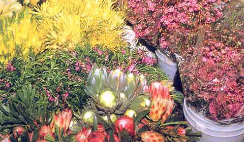 Australian and South African flowers