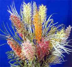 Grevillea