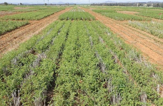 Chickpea field from the air