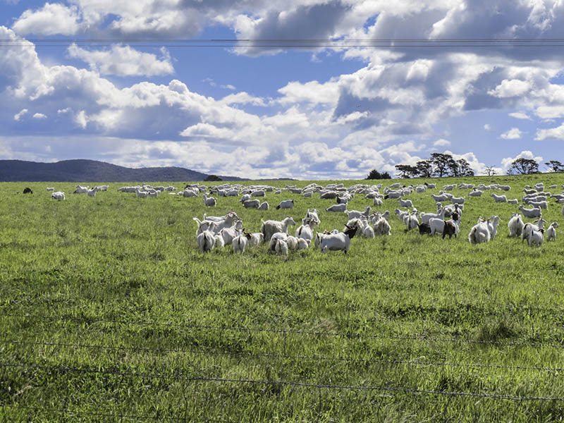 Goats on a sunny hillside
