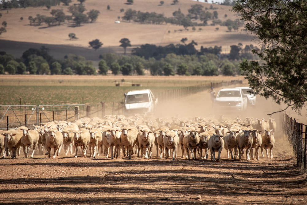 Sheep on road
