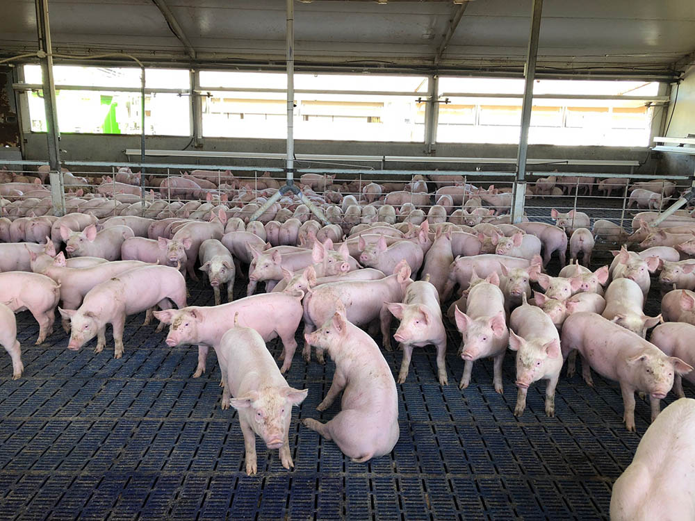 pig 1