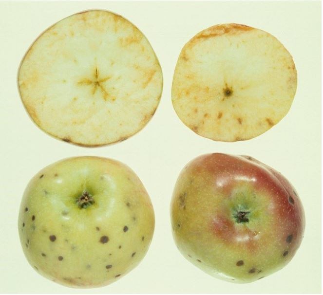 Figure 3. Water stress can cause fruit quality problems such as bitter pit in apples. Photo: NSW DPIRD. Bitter Pit in apples